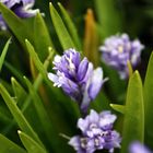 wilde Hyacinthen