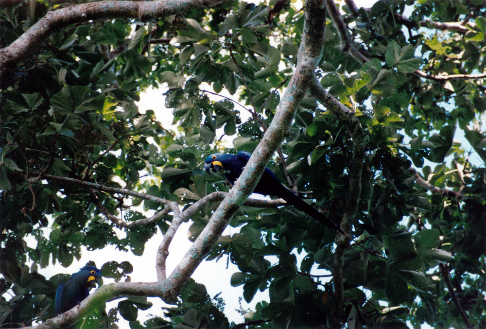 Wilde HyazinthAras im Pantanal