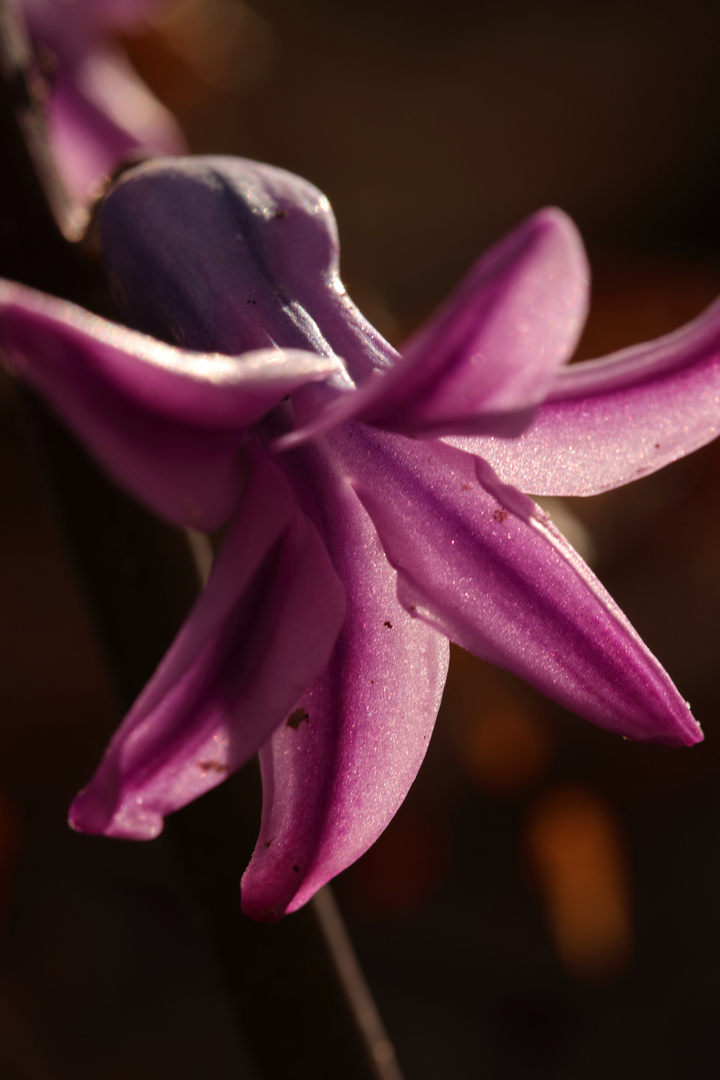 Wilde Hyazinthe (Hyacinthus orientalis)