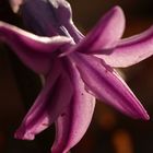 Wilde Hyazinthe (Hyacinthus orientalis)