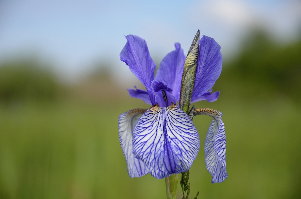 wilde Iris