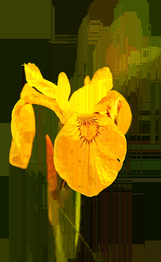 Wilde Iris - 3