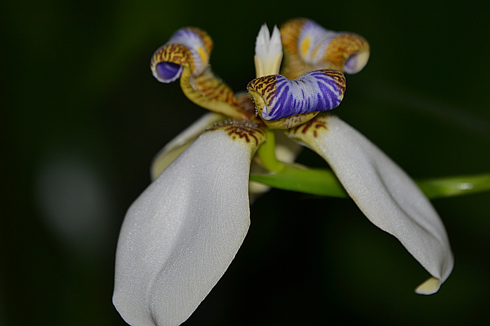 wilde Iris Foto & Bild pflanzen, pilze & flechten, blüten
