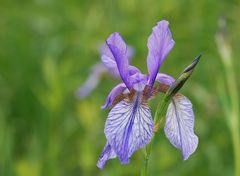 wilde Iris