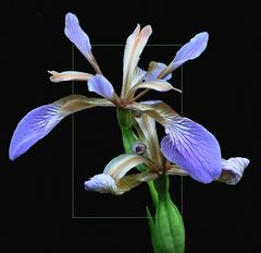 wilde Iris