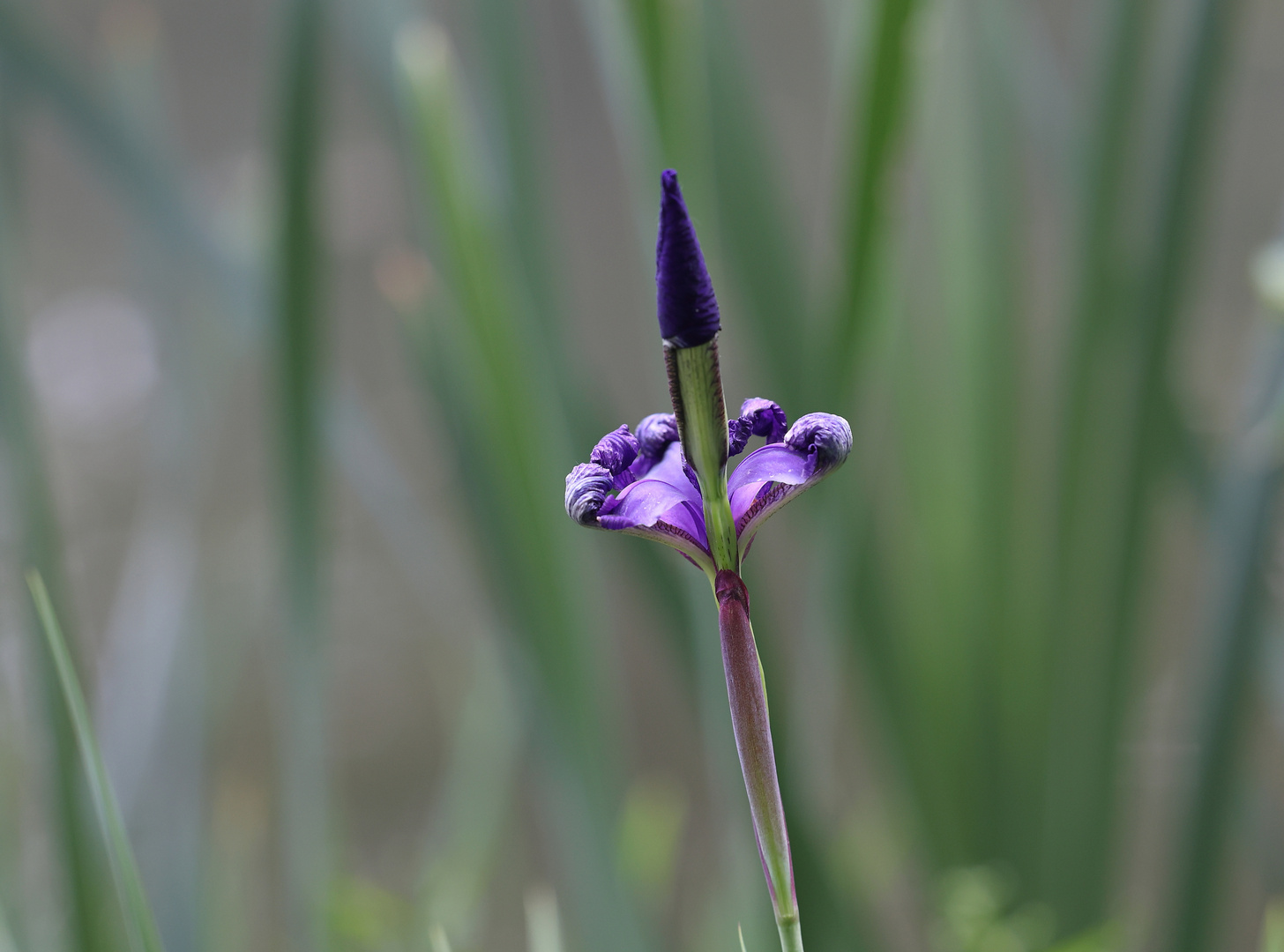 wilde Iris..... Foto & Bild pflanzen, pilze & flechten, blüten