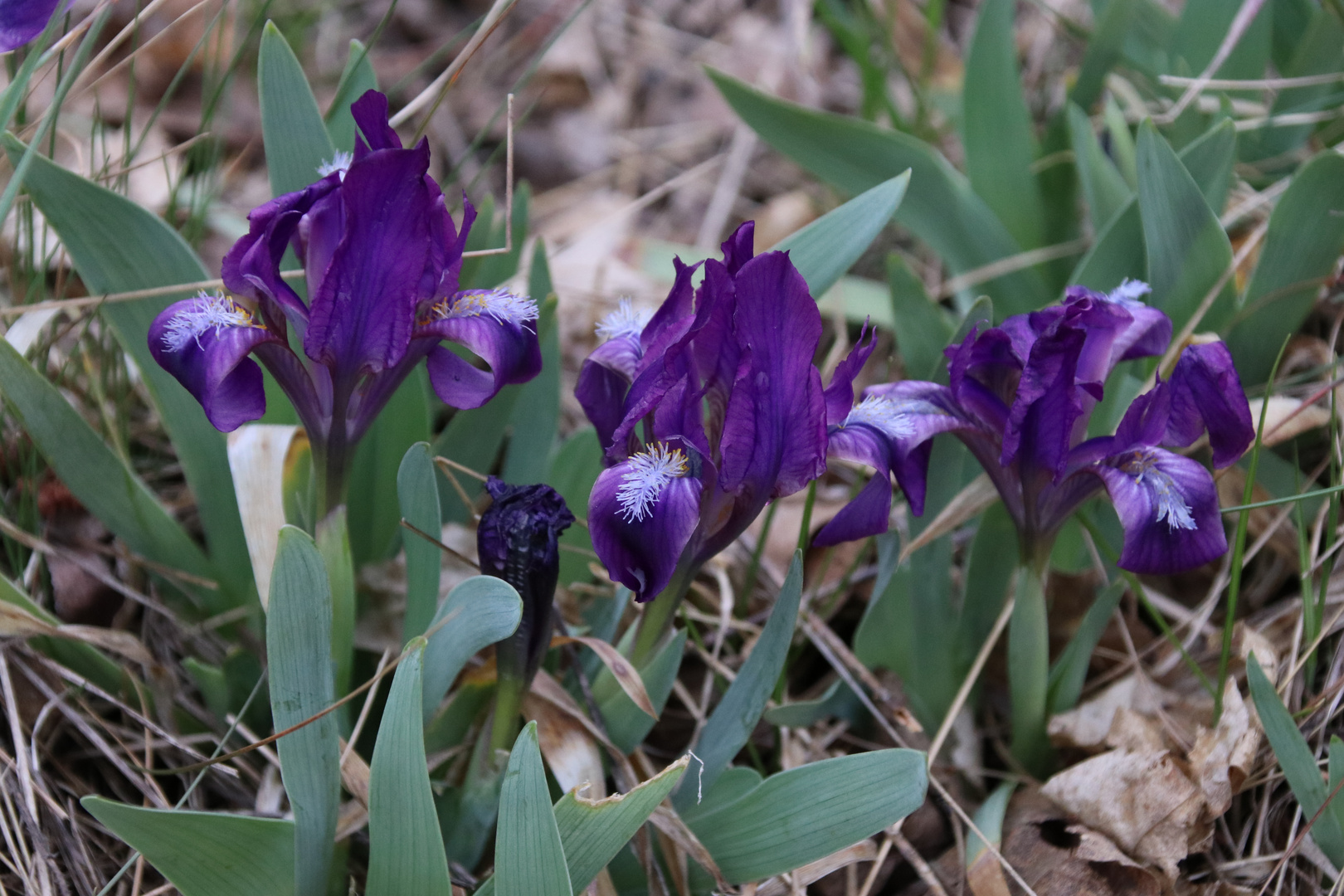 Wilde Iris