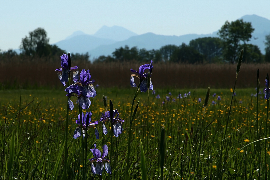 Wilde Iris