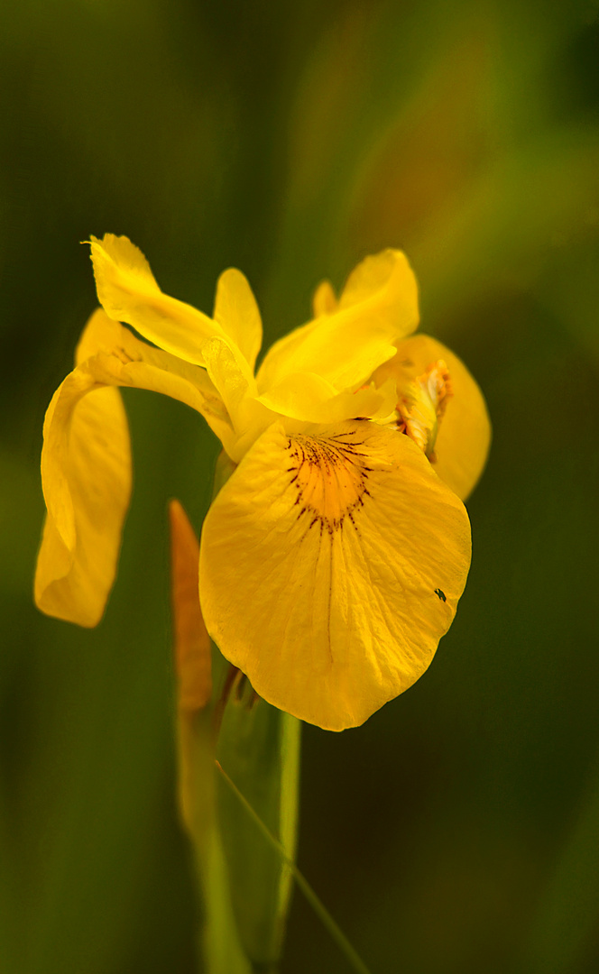 Wilde Iris