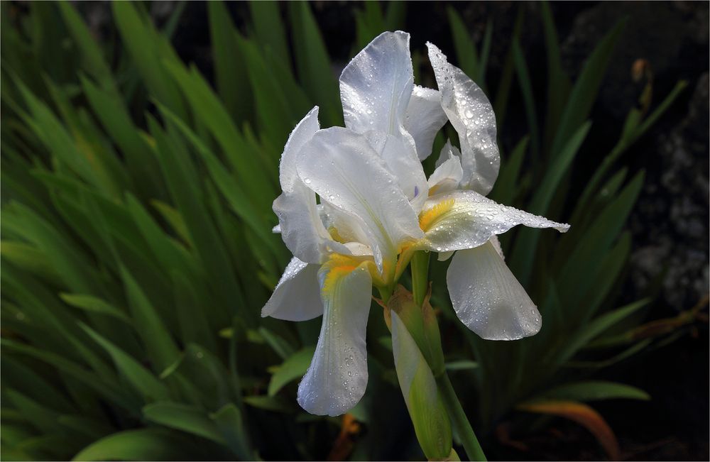 wilde Iris im Morgentau