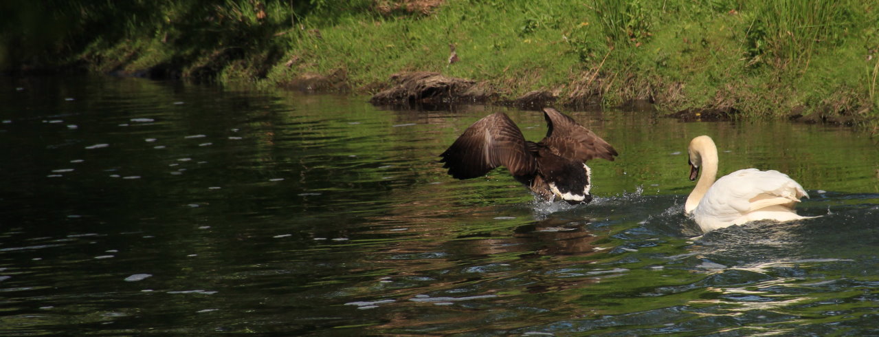 Wilde Jagd 1