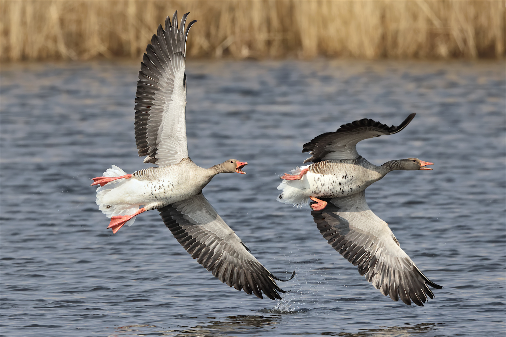 Wilde Jagd