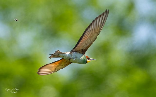 °°_Wilde Jagd_°°