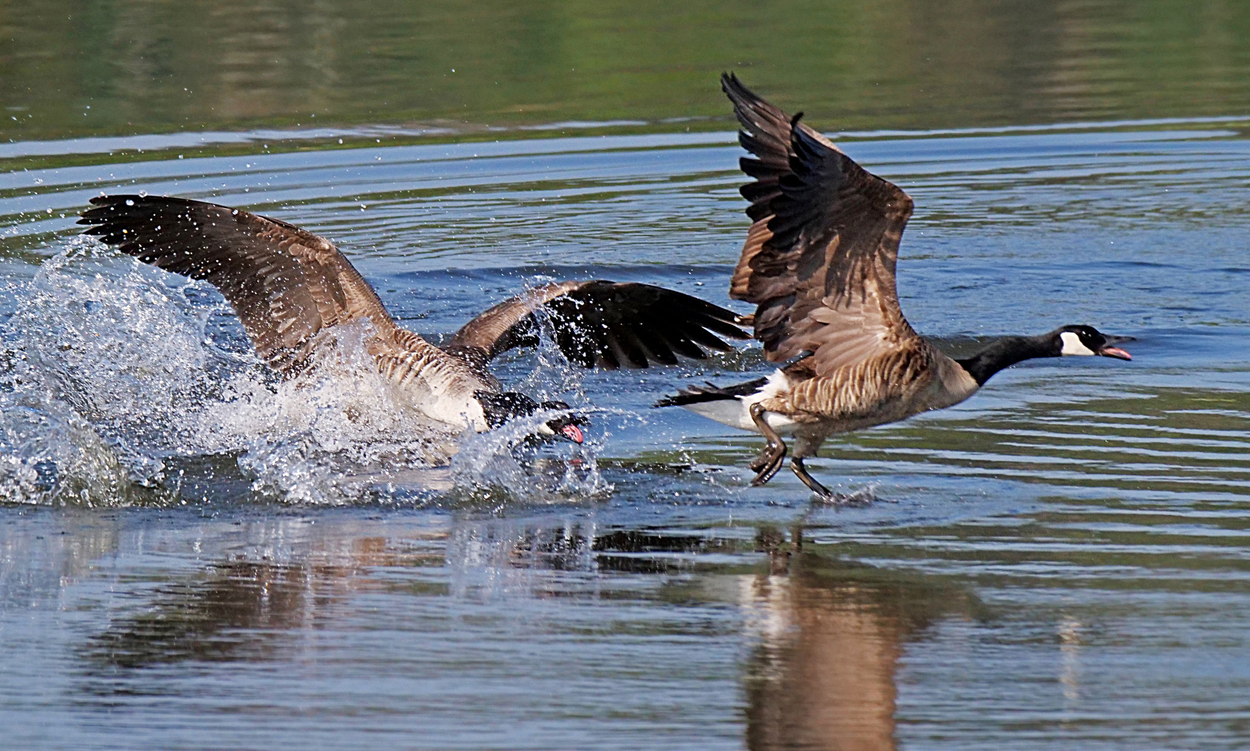 Wilde Jagd