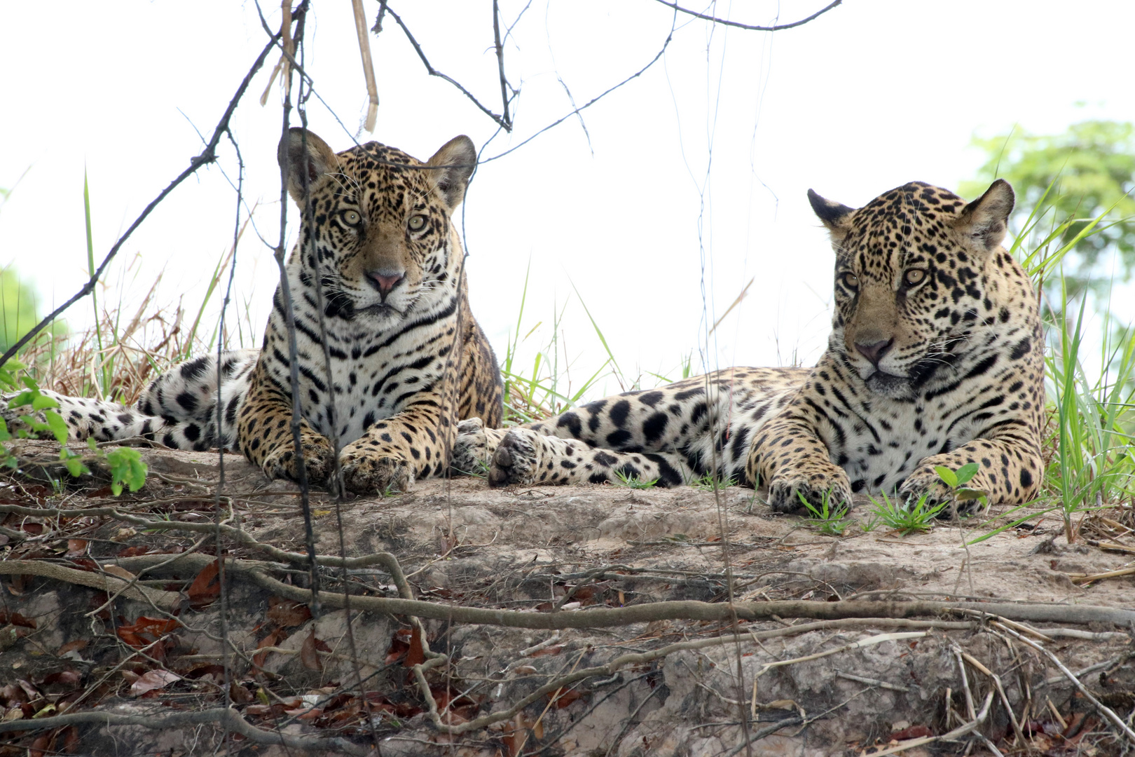 Wilde Jaguare im Pantanal.