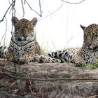 Wilde Jaguare im Pantanal.