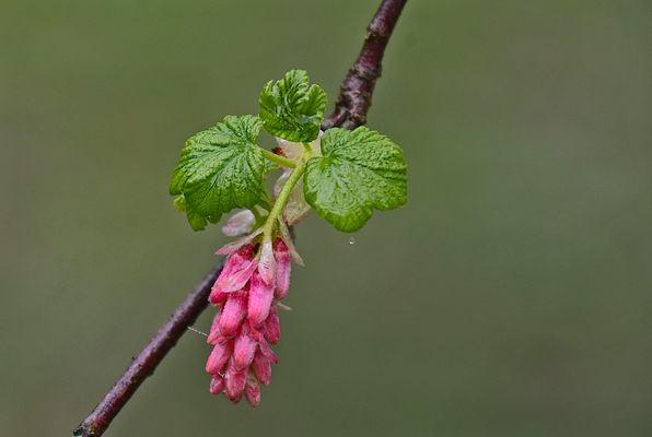 Wilde Johannisbeere....