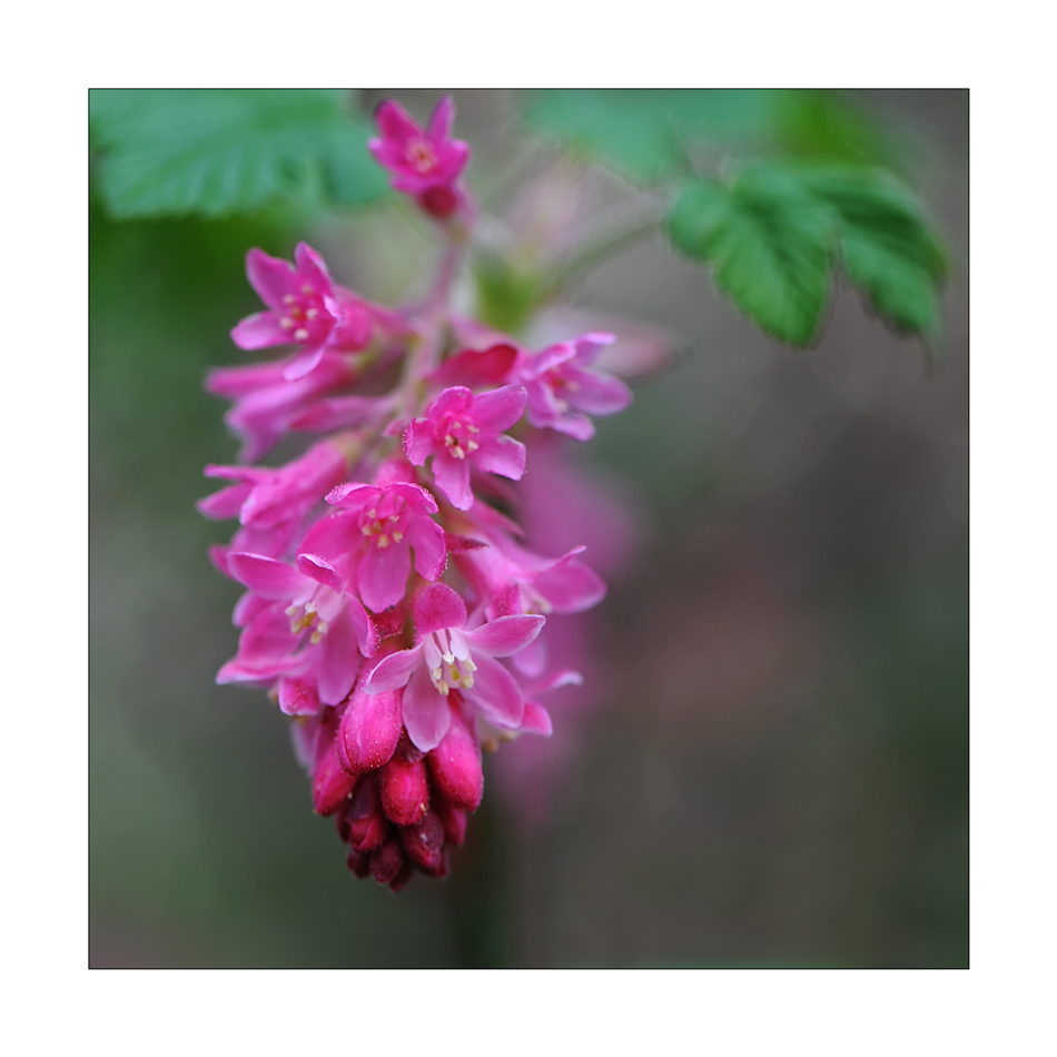 Wilde Johannisbeere Foto & Bild frühling, natur, pflanzen Bilder auf