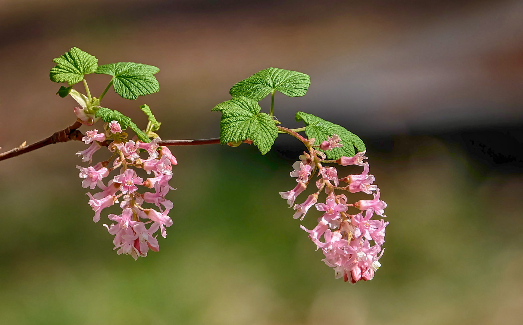 Wilde Johannisbeere