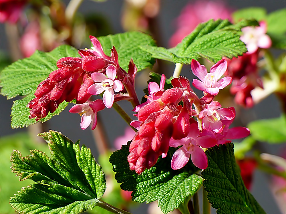 Wilde Johannisbeere. Foto & Bild natur, blüten Bilder auf