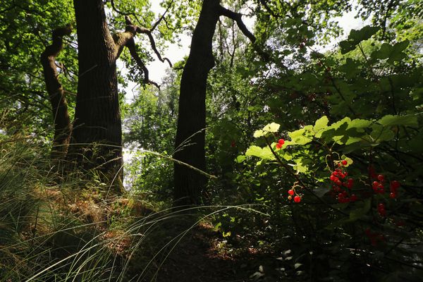 Wilde Johannisbeeren