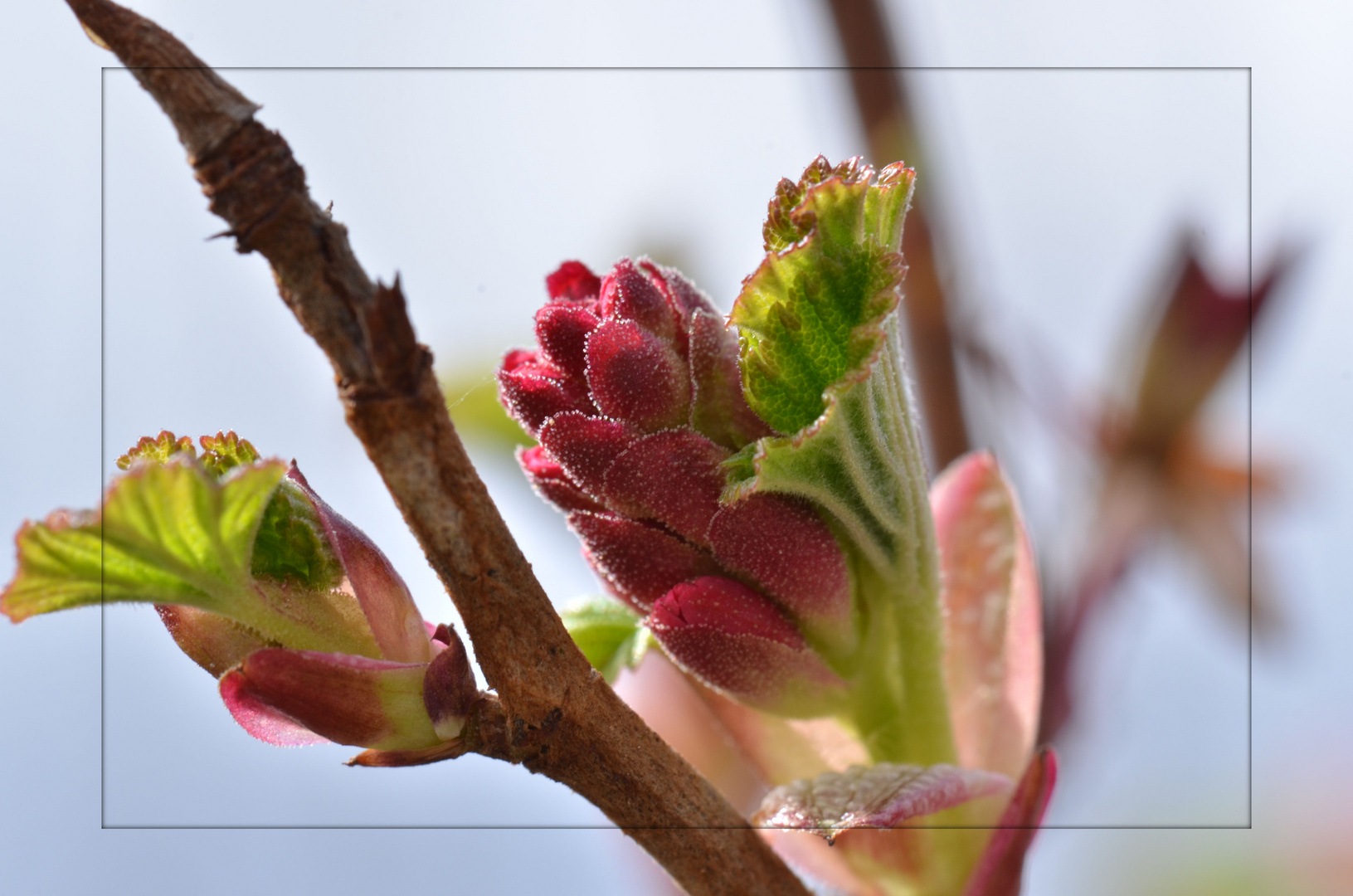 Wilde Johannisbeeren