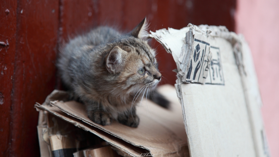 Wilde junge Katze in Marrakech (1)