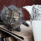 Wilde junge Katze in Marrakech