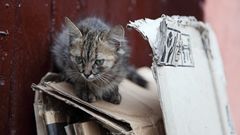 Wilde junge Katze in Marrakech