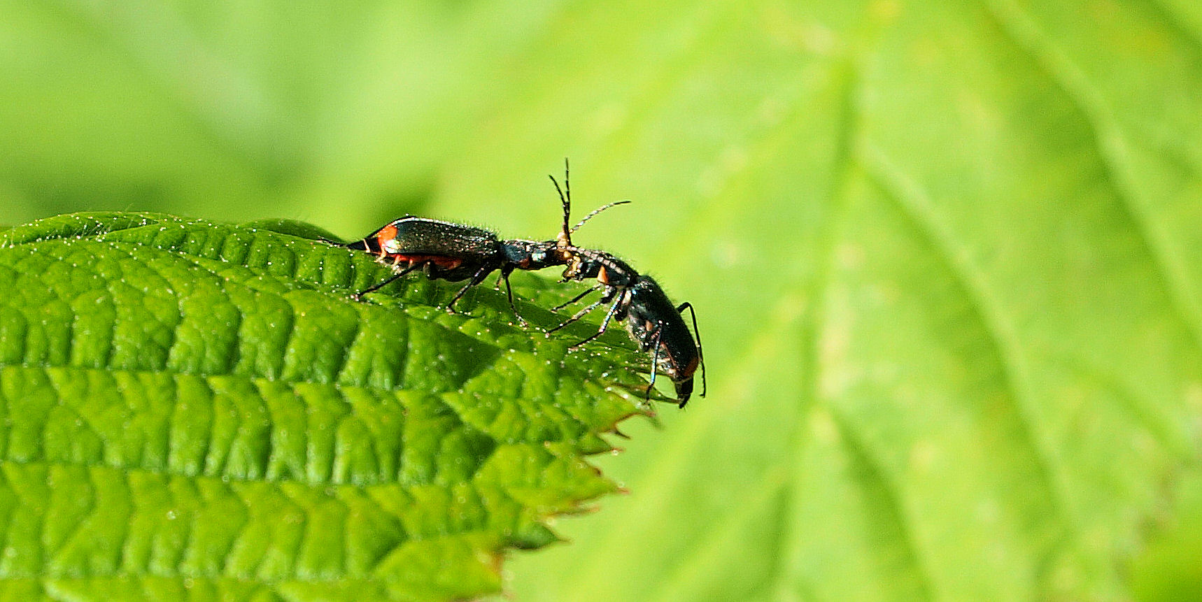 Wilde Käfer