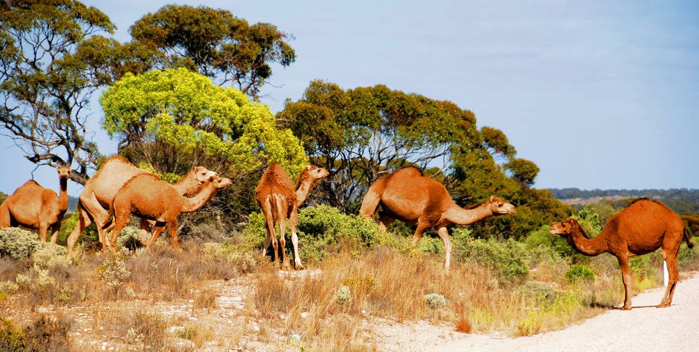 Wilde Kamele, vom Nutztier zur Plage – Kamele in Australien