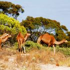 Wilde Kamele, vom Nutztier zur Plage – Kamele in Australien