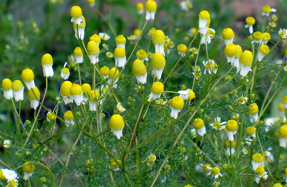 wilde Kamille am Ende der Blüte