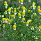 wilde Kamille am Ende der Blüte