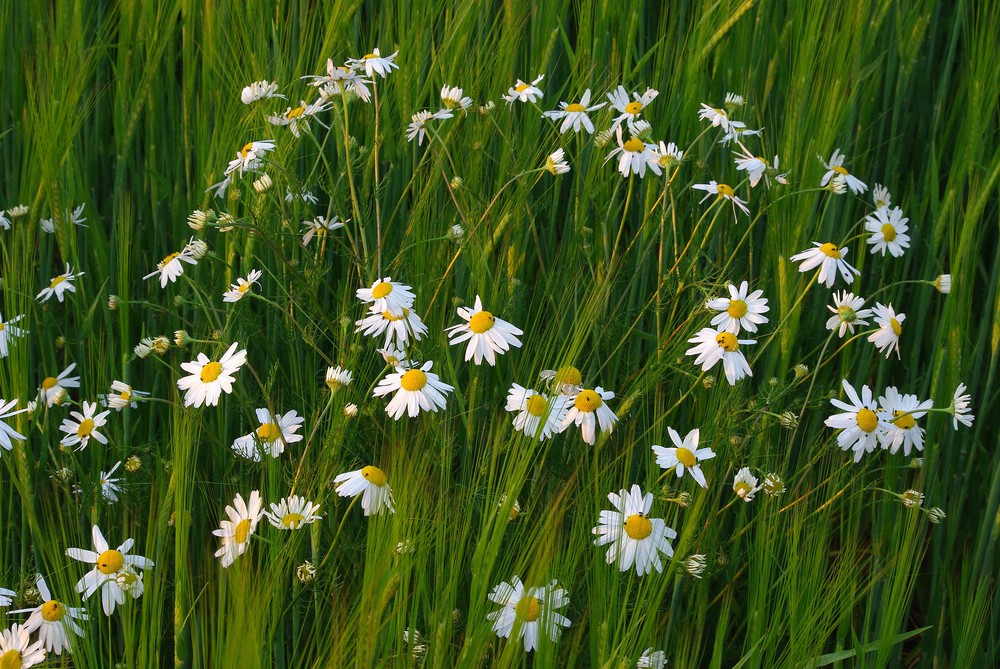 Wilde Kamille im Kornfeld