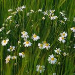 Wilde Kamille im Kornfeld