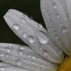 Wilde Kamille mit Wassertropfen zum zweiten