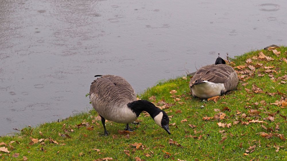 Wilde Kanadagänse im Regen