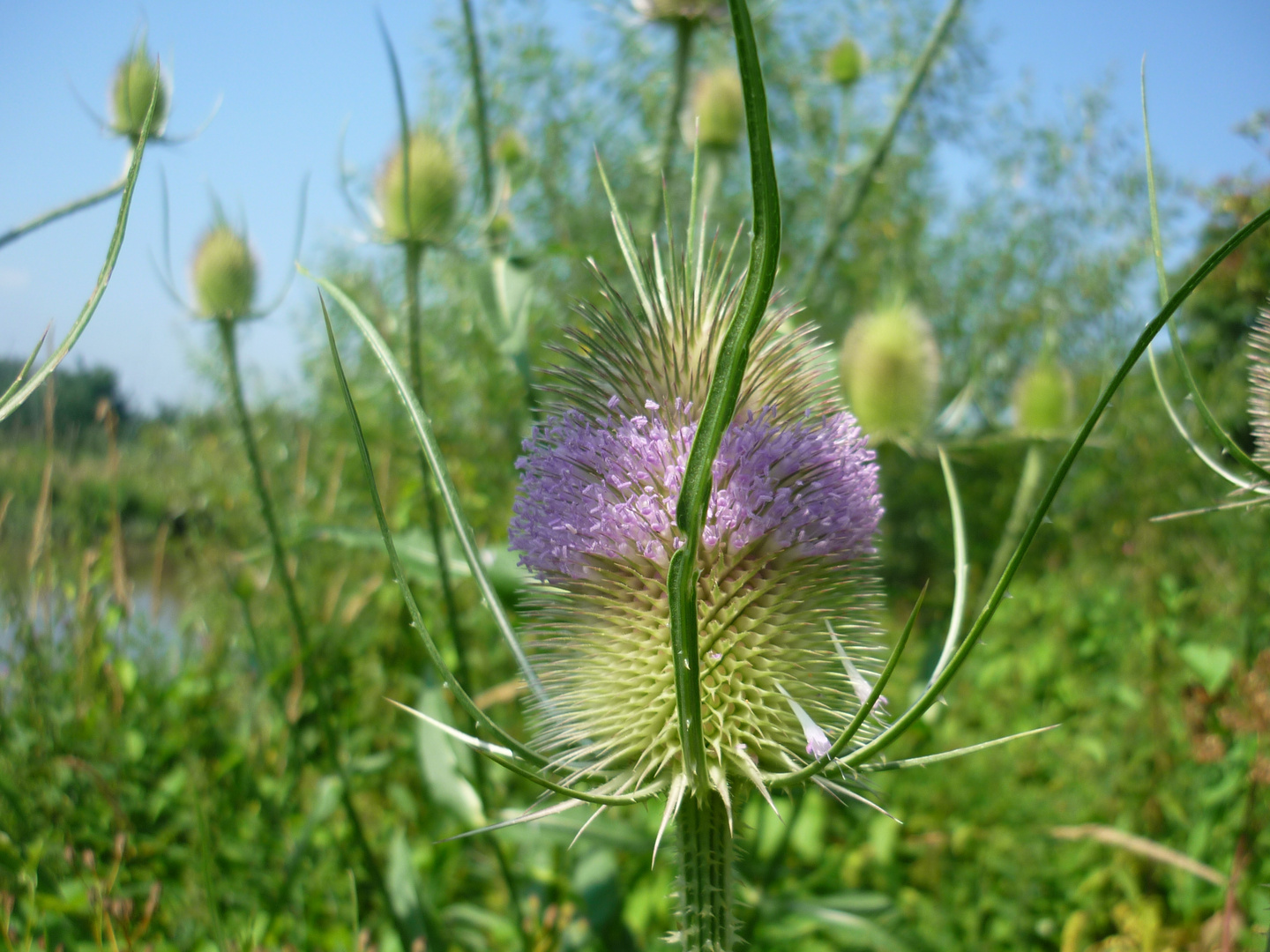 Wilde Karde