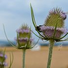 Wilde Karde (1) - dipsacus sylvestris