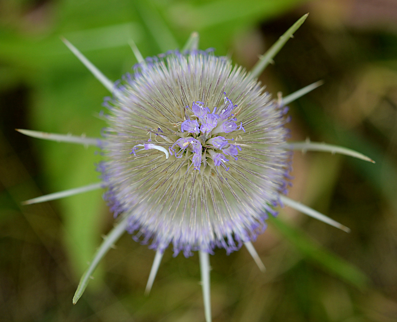 Wilde Karde (3) - dipsacus sylvestris