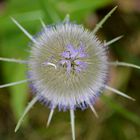 Wilde Karde (3) - dipsacus sylvestris