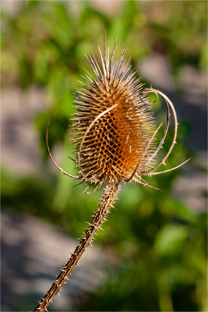 Wilde Karde 