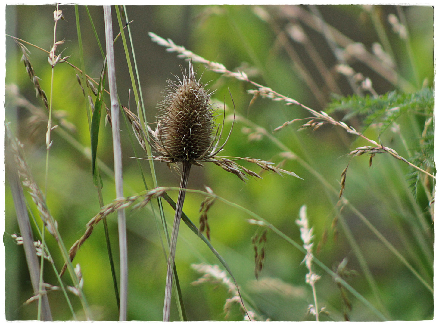 Wilde Karde