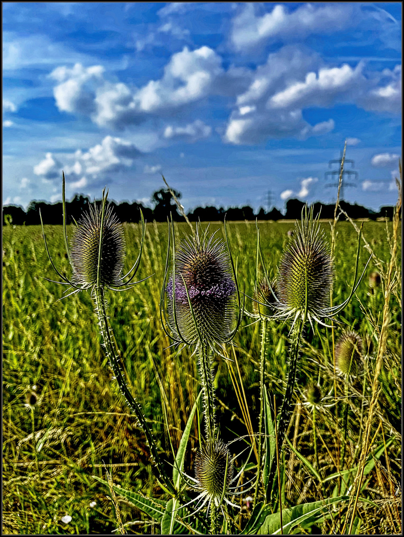 Wilde Karde am Feldrand  #2