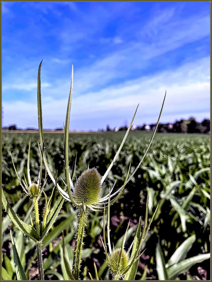 Wilde Karde am Feldrand