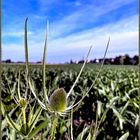 Wilde Karde am Feldrand