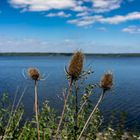 Wilde Karde am Muldestausee