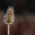 Wilde Karde an Silvester