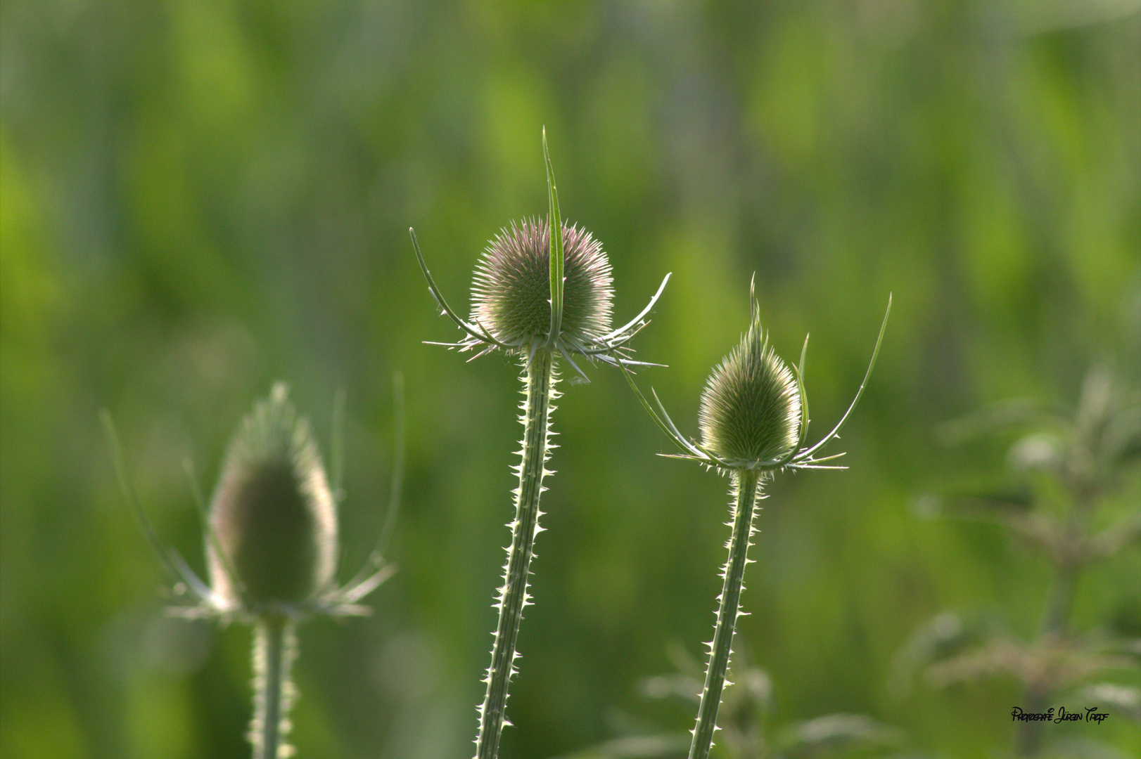 Wilde Karde